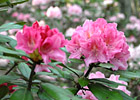 季節の花や自然を楽しもう！