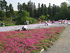 芝桜除草ボランティアを募集しています！