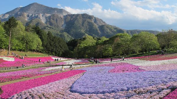 芝桜の丘2013