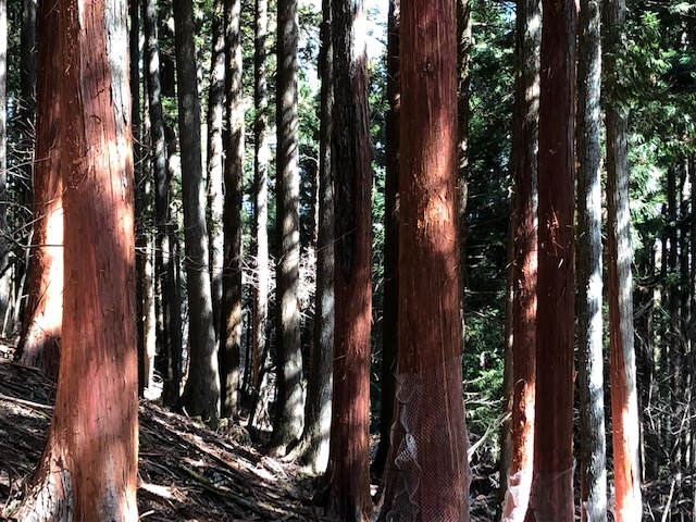栃本市有林