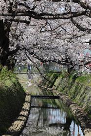 満開橋
