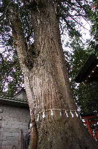 上影森諏訪神社のスギ