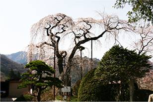 円通寺のシダレ桜