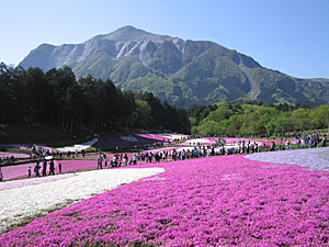 羊山公園芝桜