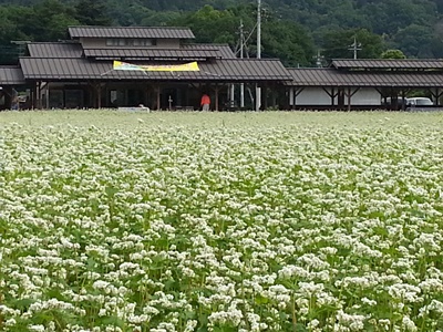 そばの花