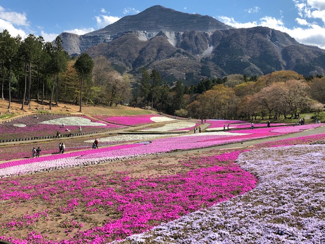 芝桜の丘