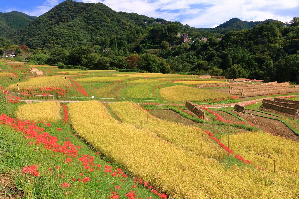 横瀬町長賞
