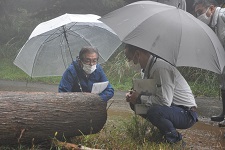 木について説明を受ける北掘市長