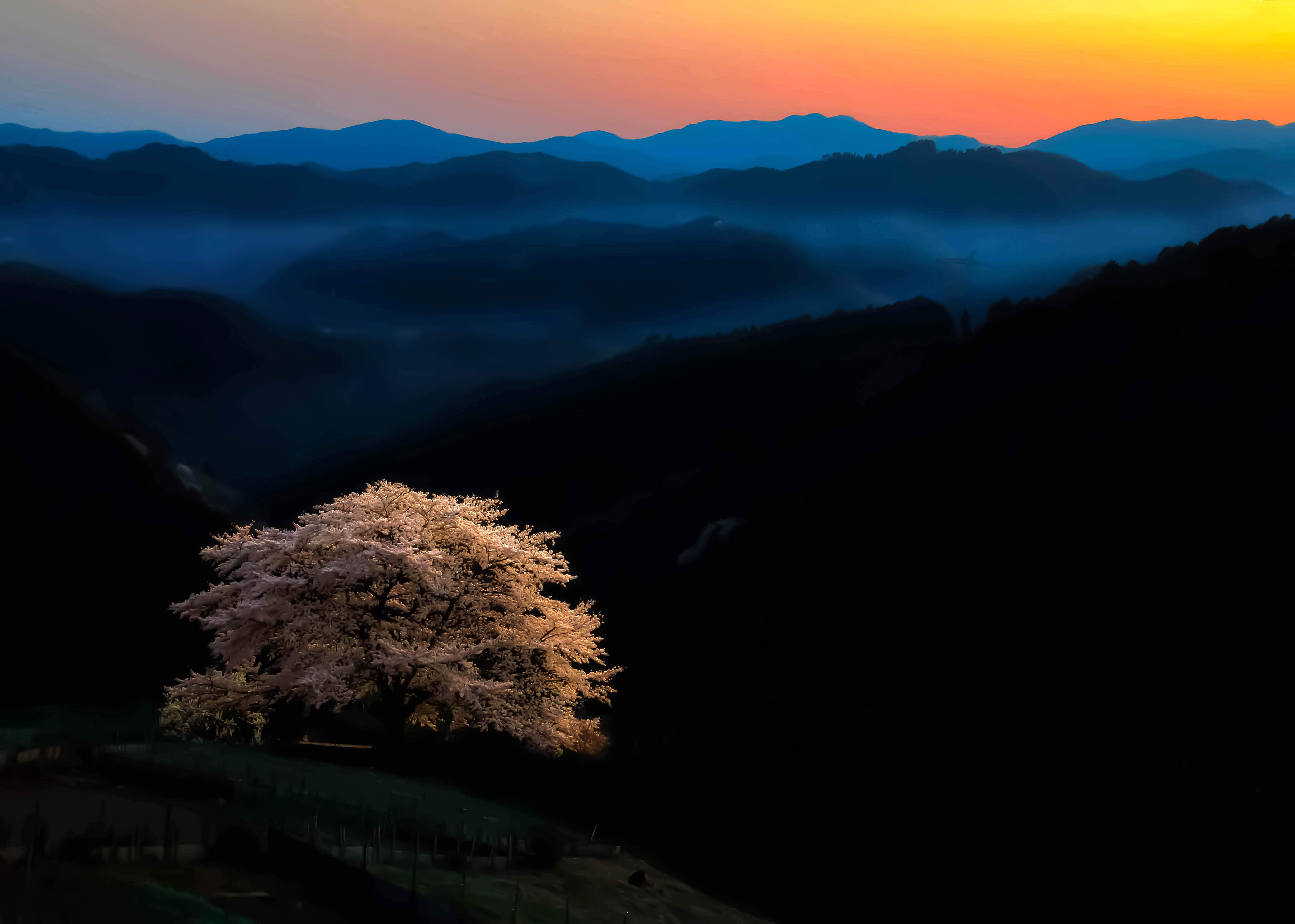 西武線沿線サミットフォトコンテスト最優秀賞　夕陽と桜の写真です