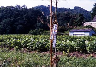 橋倉のフセギ