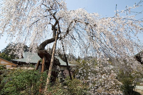 金仙寺枝垂サクラ