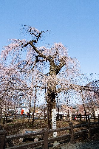 清雲寺のサクラ