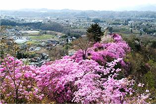 瑞岩寺山のツツジ