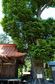 熊野神社のケヤキ