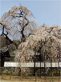 清雲寺境内しだれ桜