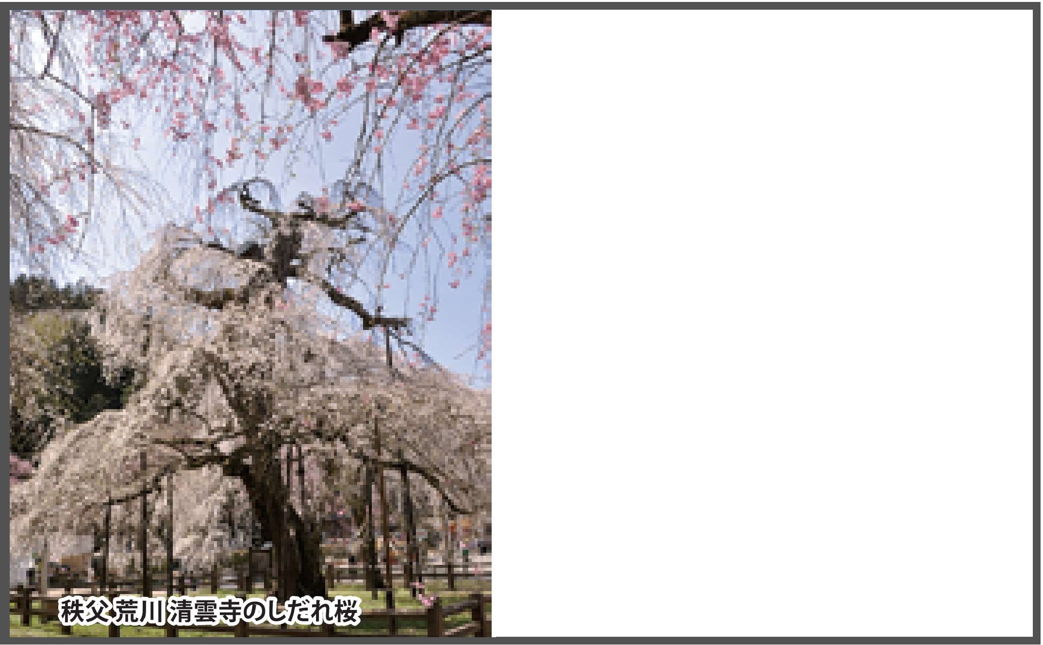 名刺デザイン（清雲のしだれ桜）